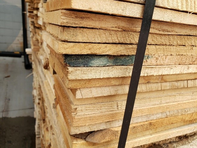 Blue stain fungus visible on pallet lumber cross-section