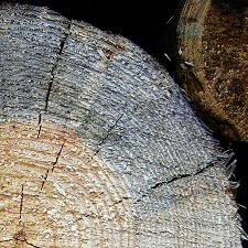 Blue stain mold spreading across wood pallet boards